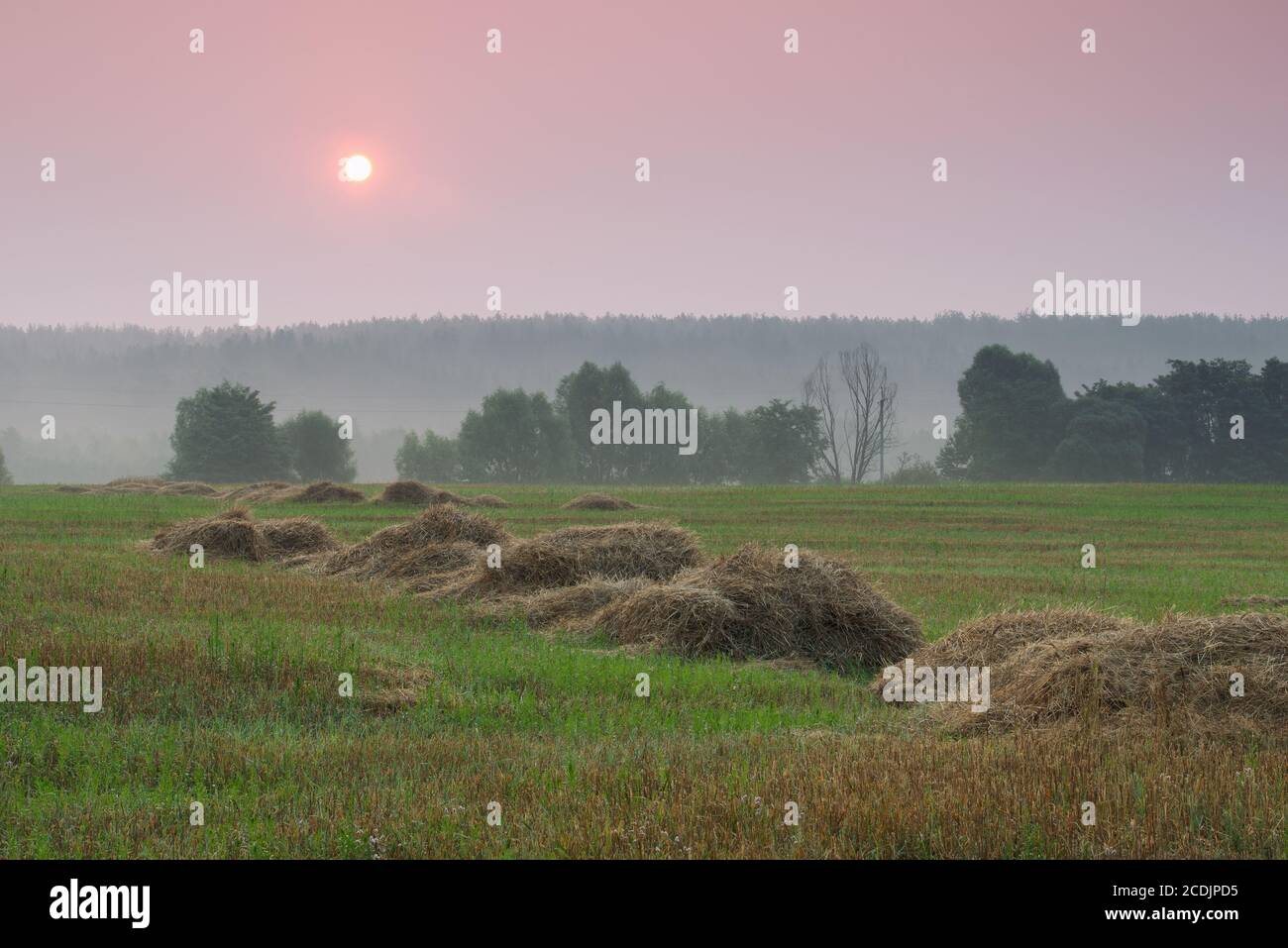 Misty dawn in the field, where the straw is located after harvesting cereals. Stock Photo