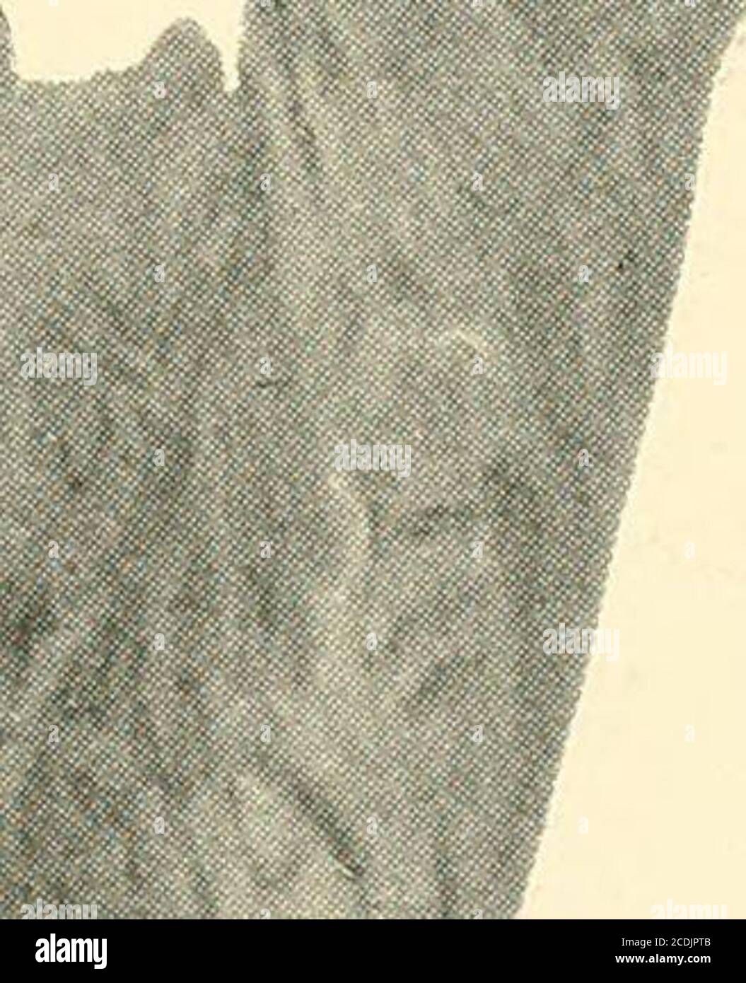 Insects V Report Of The Canadian Arctic Expedition 1913 18 Volume Iii Insects Part A Collembola By Justus W Folsom Issuedjuly 10 1919 Part B I Teuropteroid Insects By