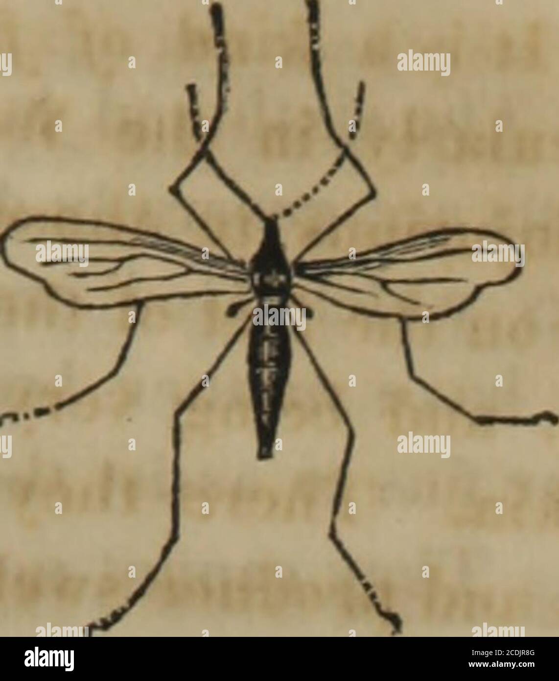 Udumb Insect . Elementary exercises for the deaf and dumb . Wheat-insect of Europe ...