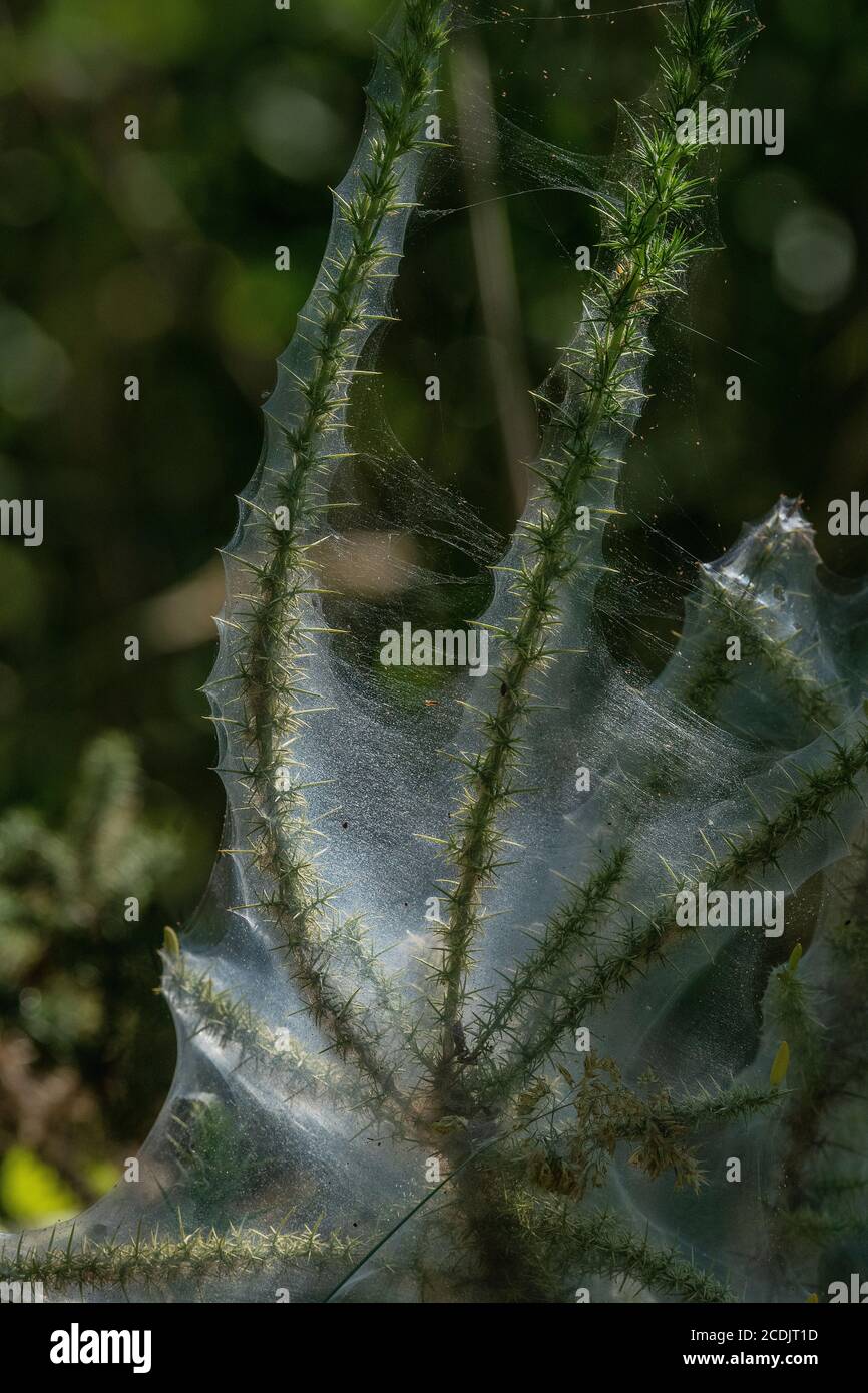 Gorse spider mite, Tetranychus lintearius, in protective web on Common gorse bush. Heathland. Stock Photo
