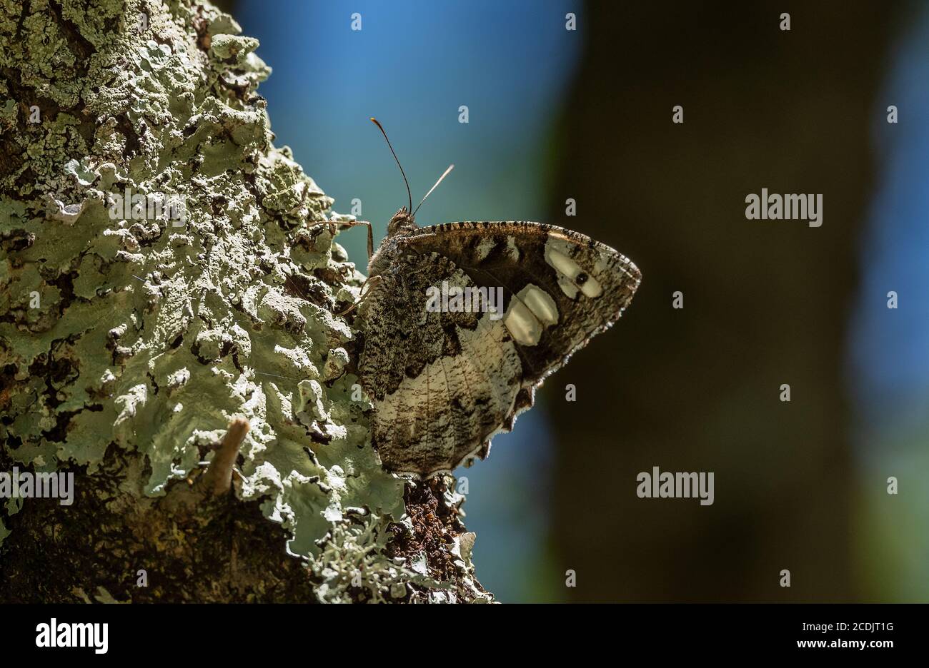 Great Banded Grayling, Brintesia circe, perched on lichen-clad oak branch, Brenne, France. Stock Photo