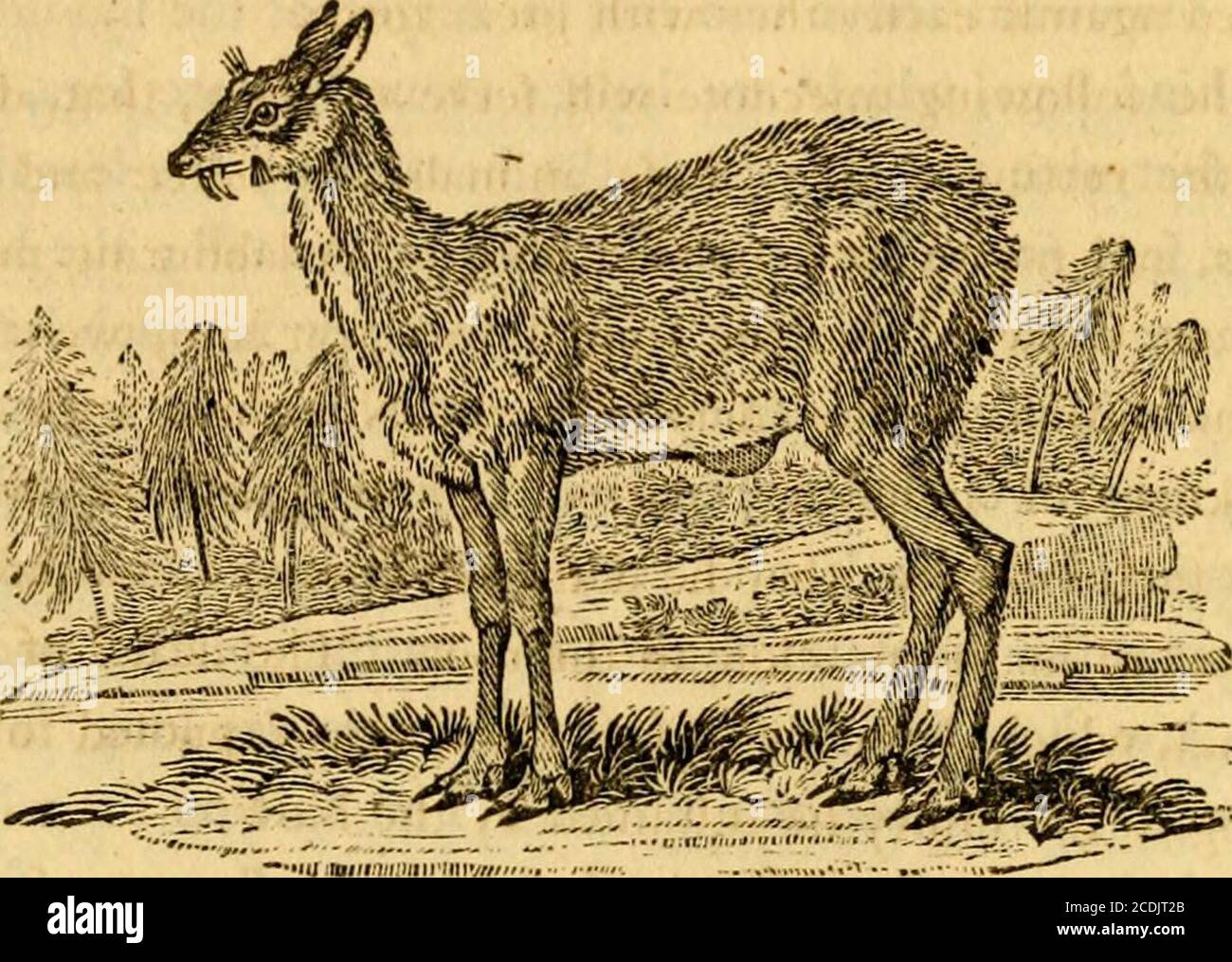 . A general history of quadrupeds : the figures engraved on wood . ning, darted againft the wood-workwith fuch violence, that he daflied it to pieces, and brokeoff one of his horns clofe to the root. The death of theanimal, which happened foon after, was fuppofed to beowing to the injury he fuftained by the blow. Bernier fays, that it is the favourite amufement of theMogul Emperor to hunt the Nyl-ghau j and that he killsthem in great numbers, and diftributes quarters of thtmto his omrahs -, which (hews that they are efteemed goodand delicious food. The Nyl-ghau is frequently brought from the i Stock Photo