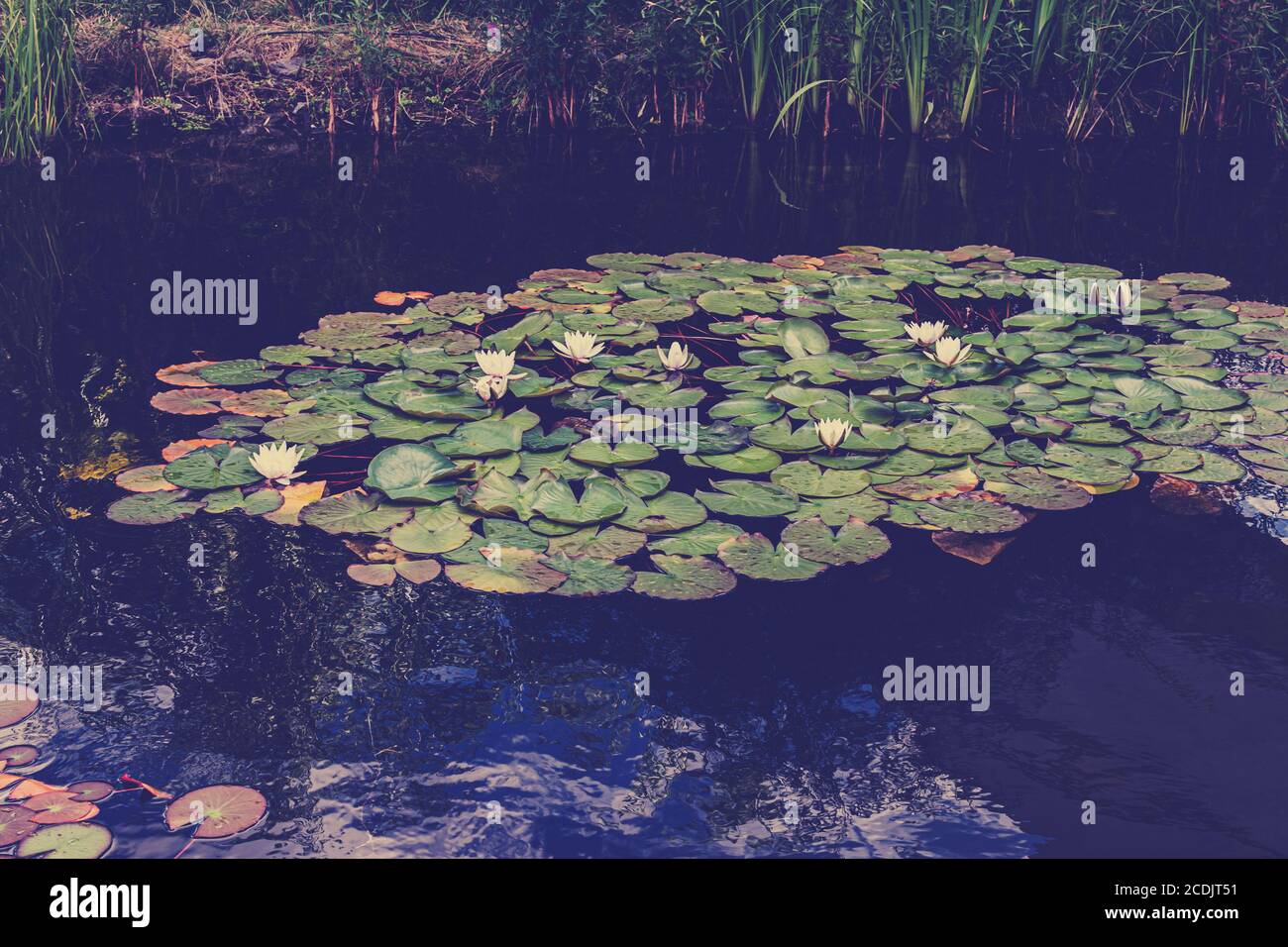White lotus flower or water lily. Lotus leaves and lotus bud in a pond. Lotus season in Zaryadye park, Moscow Stock Photo