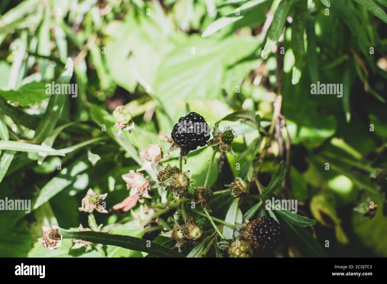 Wild bramble, blackberry grow in Sokolniki park, Moscow Stock Photo