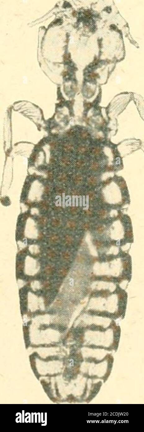 . Insects . ^ 4 Fig. 1.Fig. 2.Fig. 3.Fig. 4. EXPLANATION OF PIATE. Myrsidea hrunnea Nitzsch.Philopterus pustulosus Nitzsch.Ricinus clypeatus Mjoberg.OrnUhobias ijoniupleurus Denny. Anoplura of the Canadian Arctic Expedition, 1913-18. t G. F. Ferris, Stanford University, California. The material submitted to me for examination contains two species, inaddition to specimens ot the human louse Pediculus humanus capitis which havebeen examined by Prof. G. H. F. Nuttall and are recorded in this report. Thespecies are as follows:— Linognathus setesus (Olfers). Great numbers taken from a white fox, Al Stock Photo
