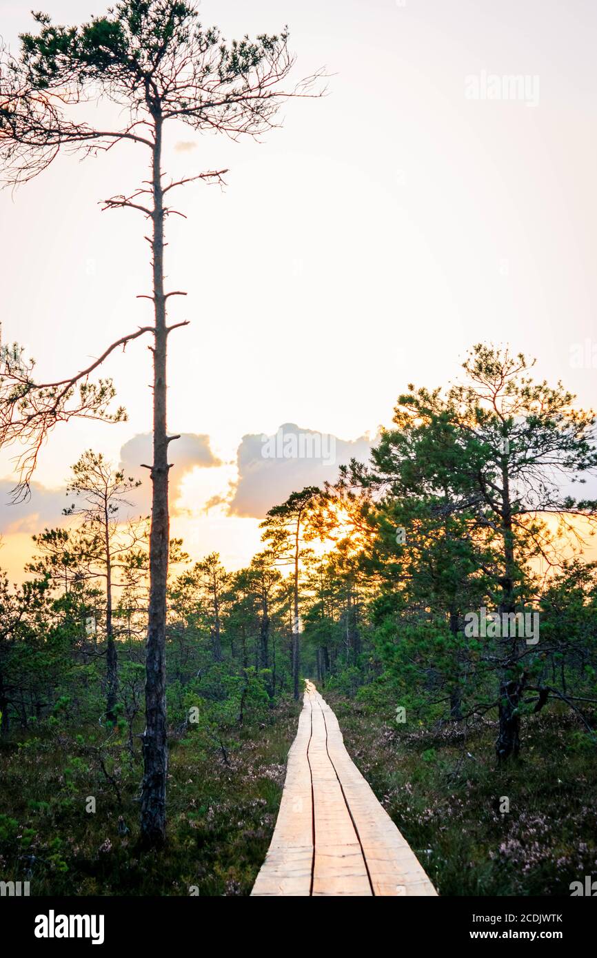 Plankway leading through heather bushes and pine trees with sunset on background. Stock Photo
