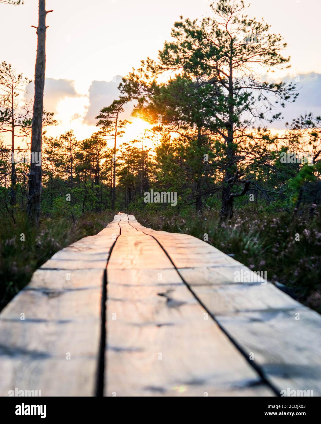 Uneven wooden plank-way leading through heather bushes and pine trees with sunset on background. Stock Photo