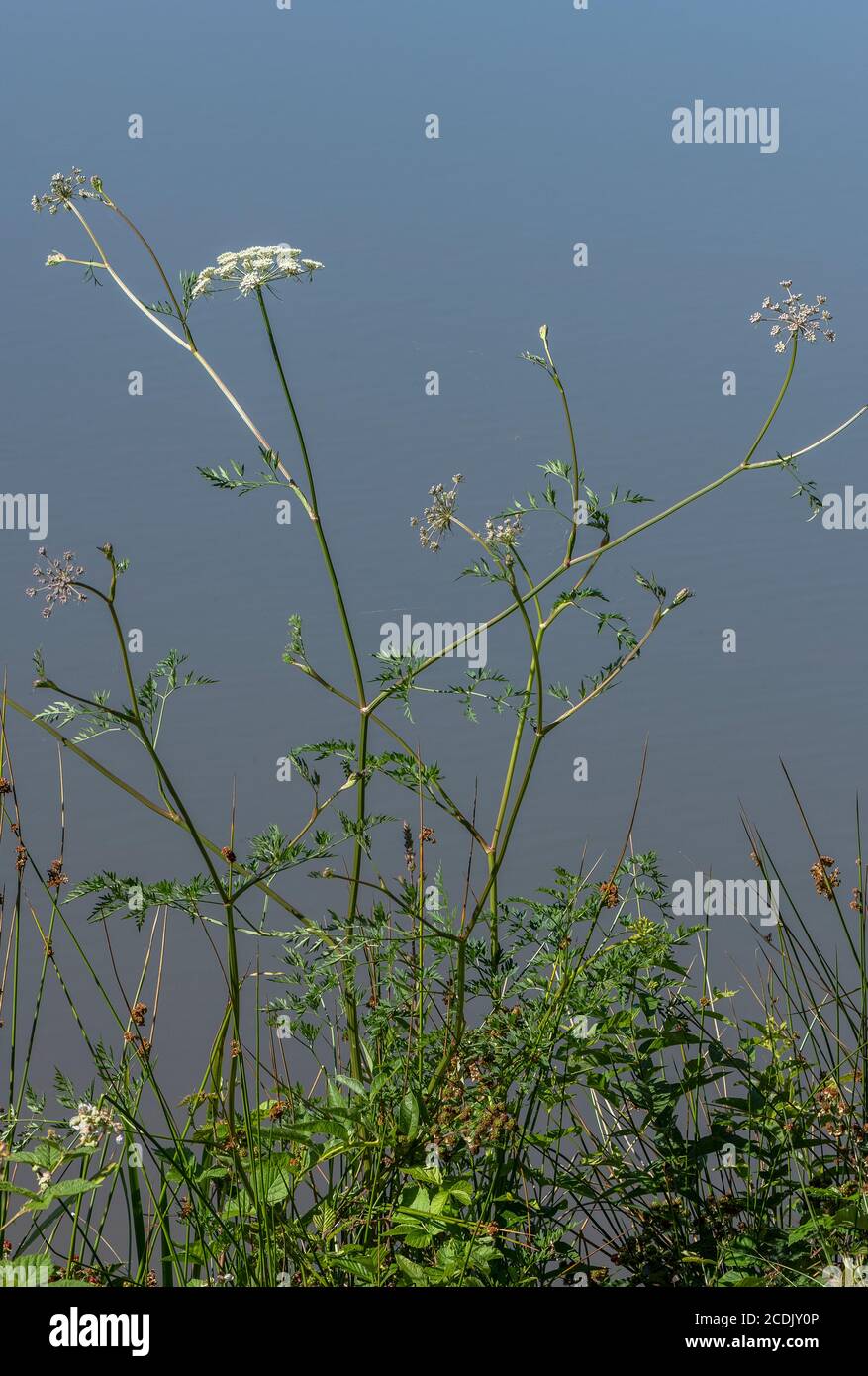 Milk-parsley, Peucedanum palustre, growing in lakeside marsh. (Foodplant of Common Swallowtail butterfly) Stock Photo