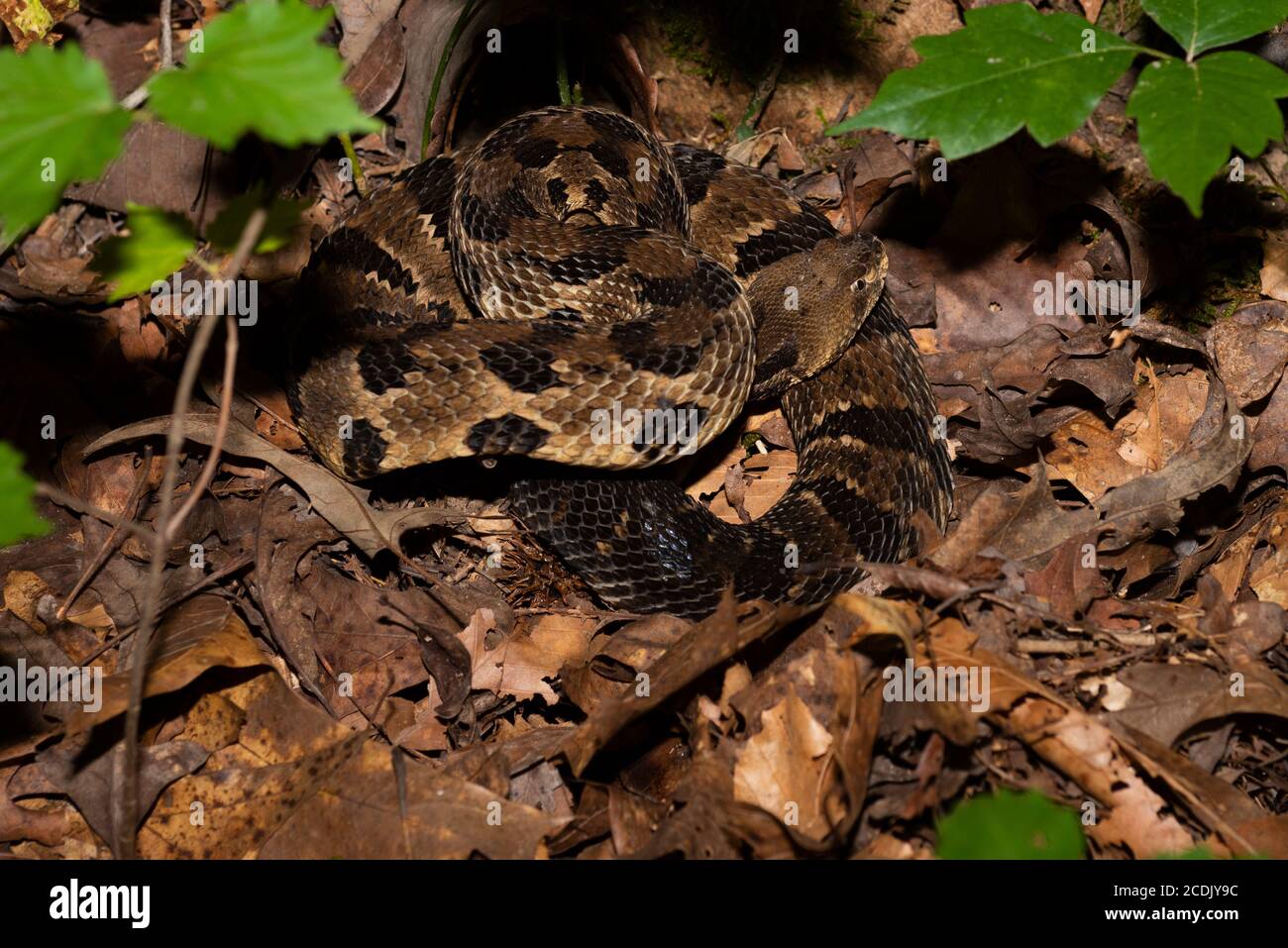 Coiled Timber Rattlesnake in the forest of Cumberland Falls State Park in Kentucky Stock Photo