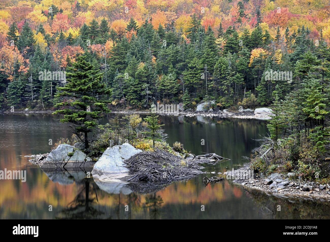 Beaver lodge built alongside small island on scenic Beaver Pond