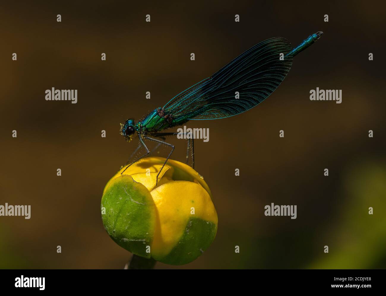 Male Banded demoiselle, Calopteryx splendens, perched on Yellow water-lily in stream. Stock Photo