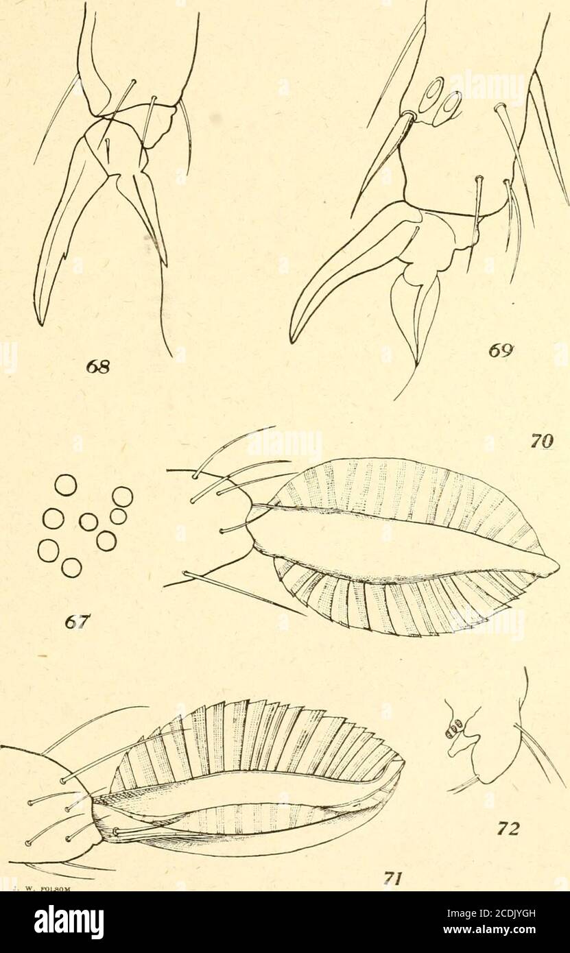 . Insects . CoUemhola 29 a Plate 8. REPORT OF THE CANADIAN ARCTIC EXPEDITION 1913-18 VOLUME III: INSECTS PART D: MALLOPHAGA AND ANOPLURA Mallophaga . . A. W. Baker Anoplura -. . G. F. Ferris and G. H. F. Nuttall. Stock Photo