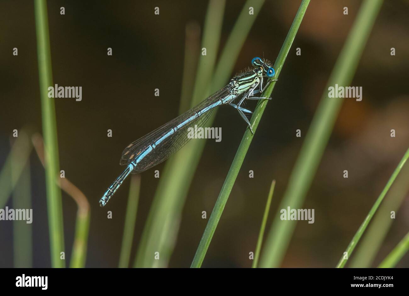 White legged damselflies hi-res stock photography and images - Alamy