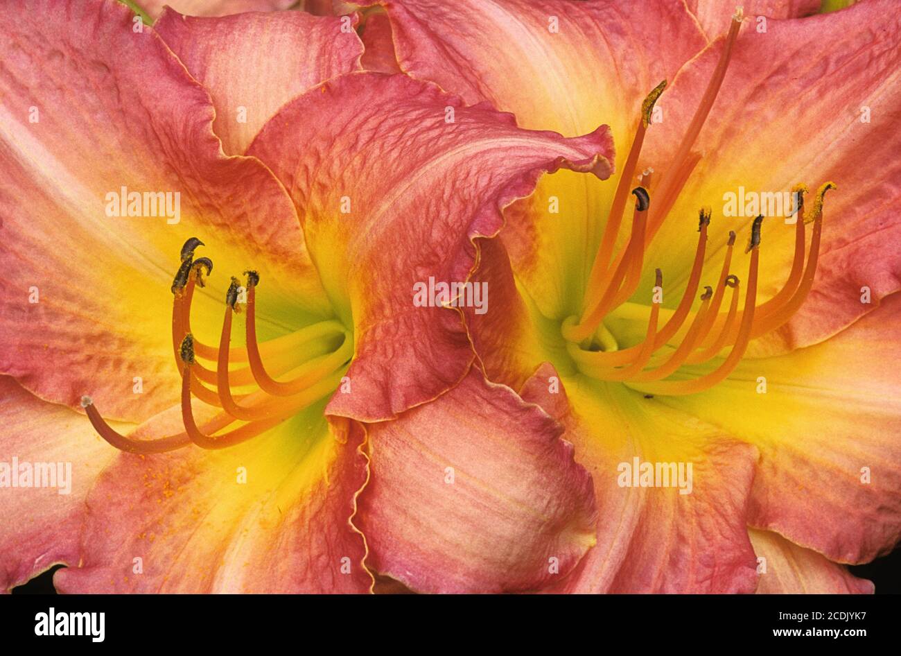 Striking closeup of two beautiful daylily blossoms (Hemerocallis) with ruffled vibrant pink petals. Reproductive parts of flower (pistil and stamens) Stock Photo