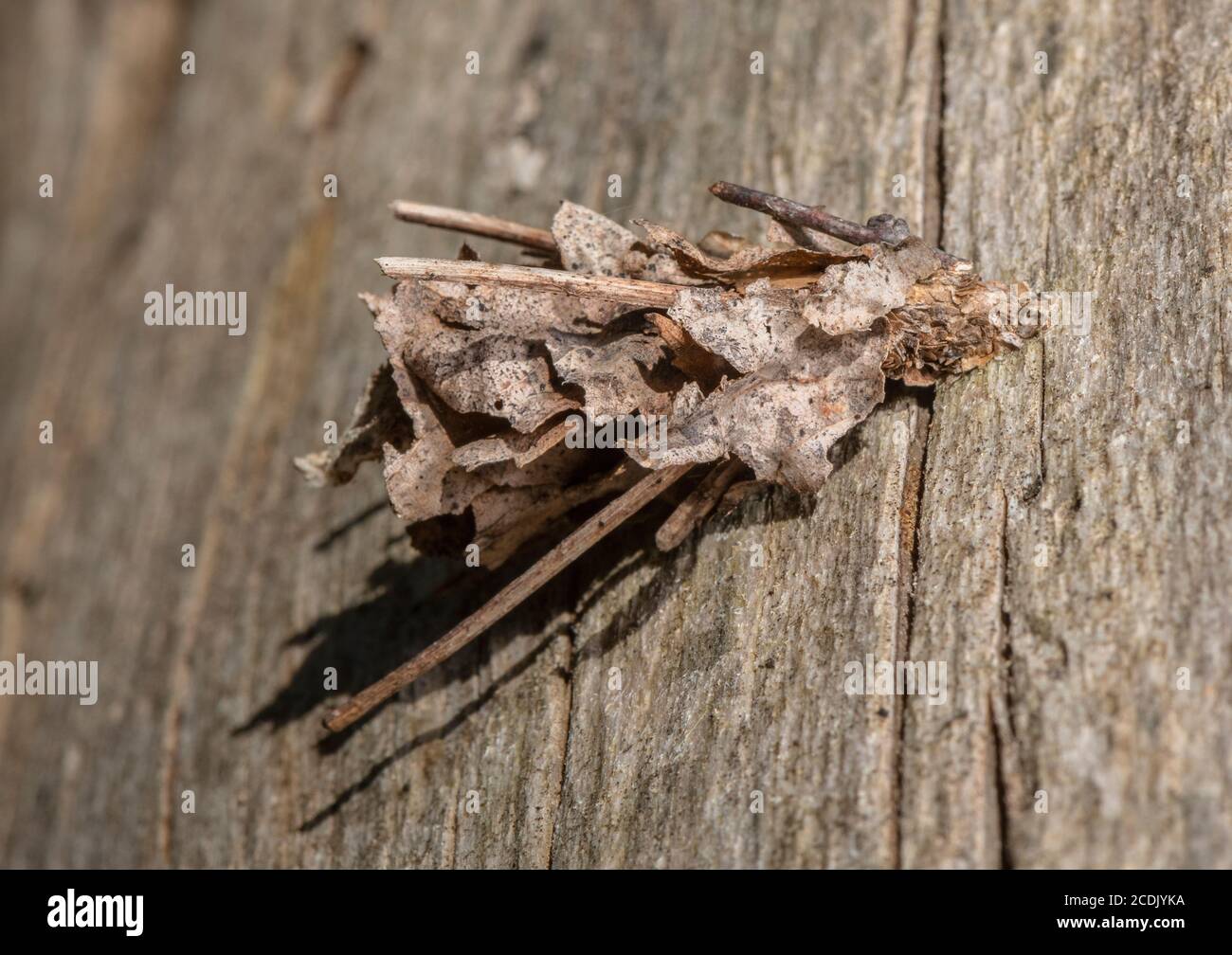 Bagworm or Psychid moth, on log. Stock Photo