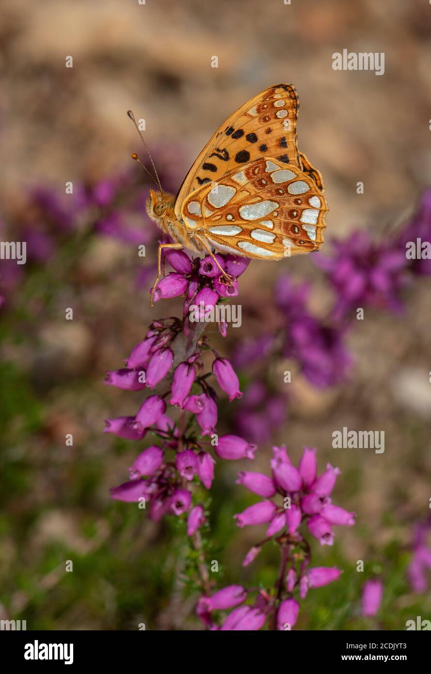 Queen of Spain fritillary, Issoria lathonia, perched on Bell Heather. Loire Valley, France. Stock Photo