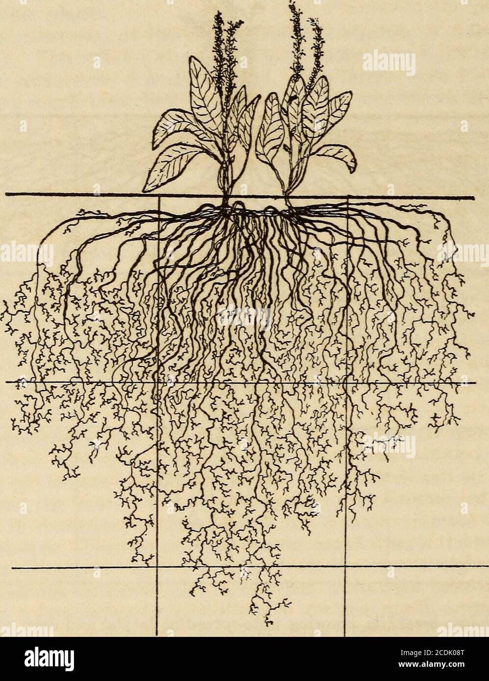 . The ecological relations of roots . f shorter, minutely branched,often vertically descending rootlets. Thus the plant is provided with an 94 THE ECOLOGICAL RELATIONS OF ROOTS. effective absorbing system, which ramifies widely and fills the soil from adepth of from 4 to 36 inches. The whole root system is characteristic of thehalf-gravel-sHde root habit. Besseya plantaginea.âThis plant frequently grows in clusters of 3 or more,the individuals of which are connected by short rhizomes about 5 mm. or lessin diameter and 2 or 3 inches long. The base of the plant and these rhizomesare densely cove Stock Photo
