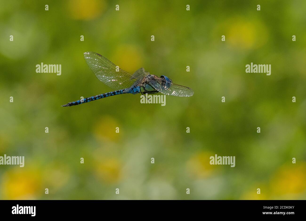 Southern migrant hawker, Aeshna affinis, in flight over vegetated wetland. Stock Photo