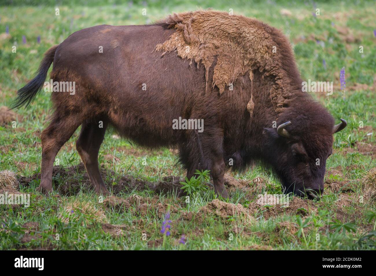 Grazing adult bison close up on a sunny summer day Stock Photo