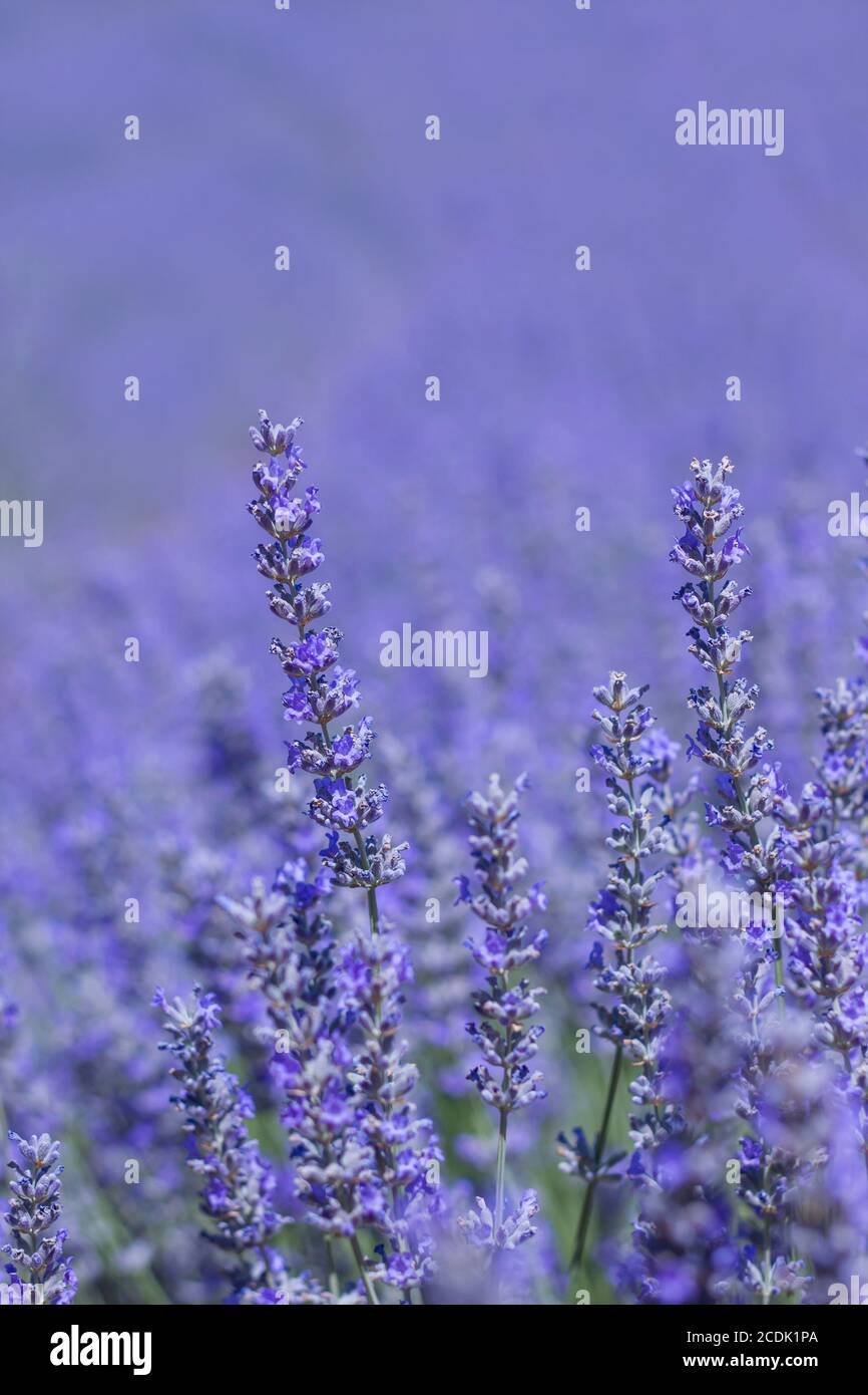 Purple lavender fields in bloom Stock Photo - Alamy