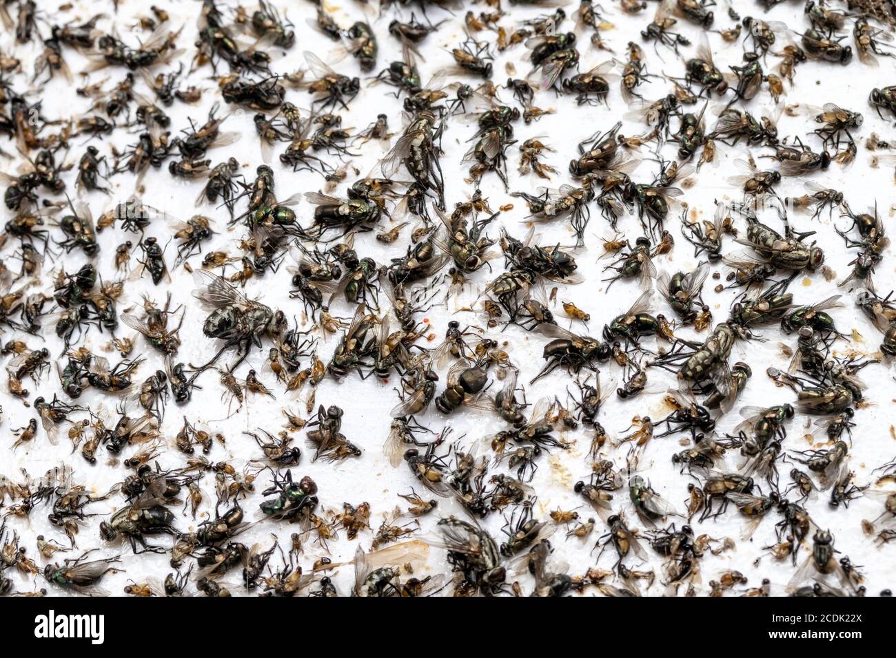 https://c8.alamy.com/comp/2CDK22X/close-up-a-sticky-fly-paper-fly-trap-flies-caught-on-sticky-fly-paper-trap-macro-many-flies-trapped-on-the-extremely-sticky-surface-2CDK22X.jpg