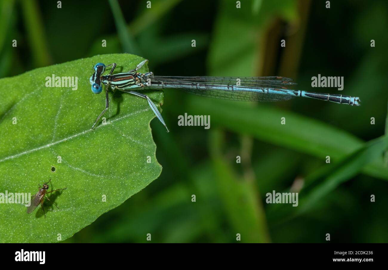 White legged damselflies hi-res stock photography and images - Alamy