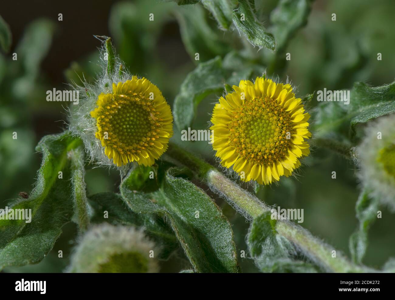 Small Fleabane, Pulicaria vulgaris, in flower. Rare plant of winter-wet grazed sites. Stock Photo