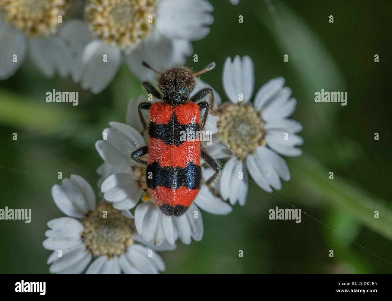 Bee-Eating Beetle, Trichodes apiarius, feeding on flowers of Sneezewort; larvae are brood parasites of bees. Stock Photo