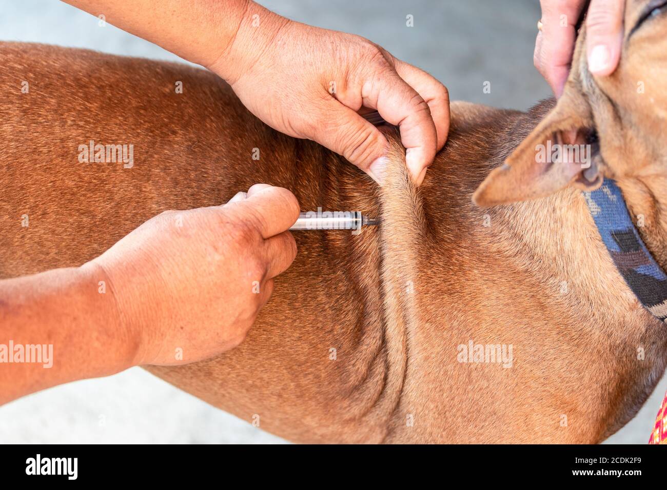 Veterinarian at vet clinic giving injection to a dog. Stock Photo