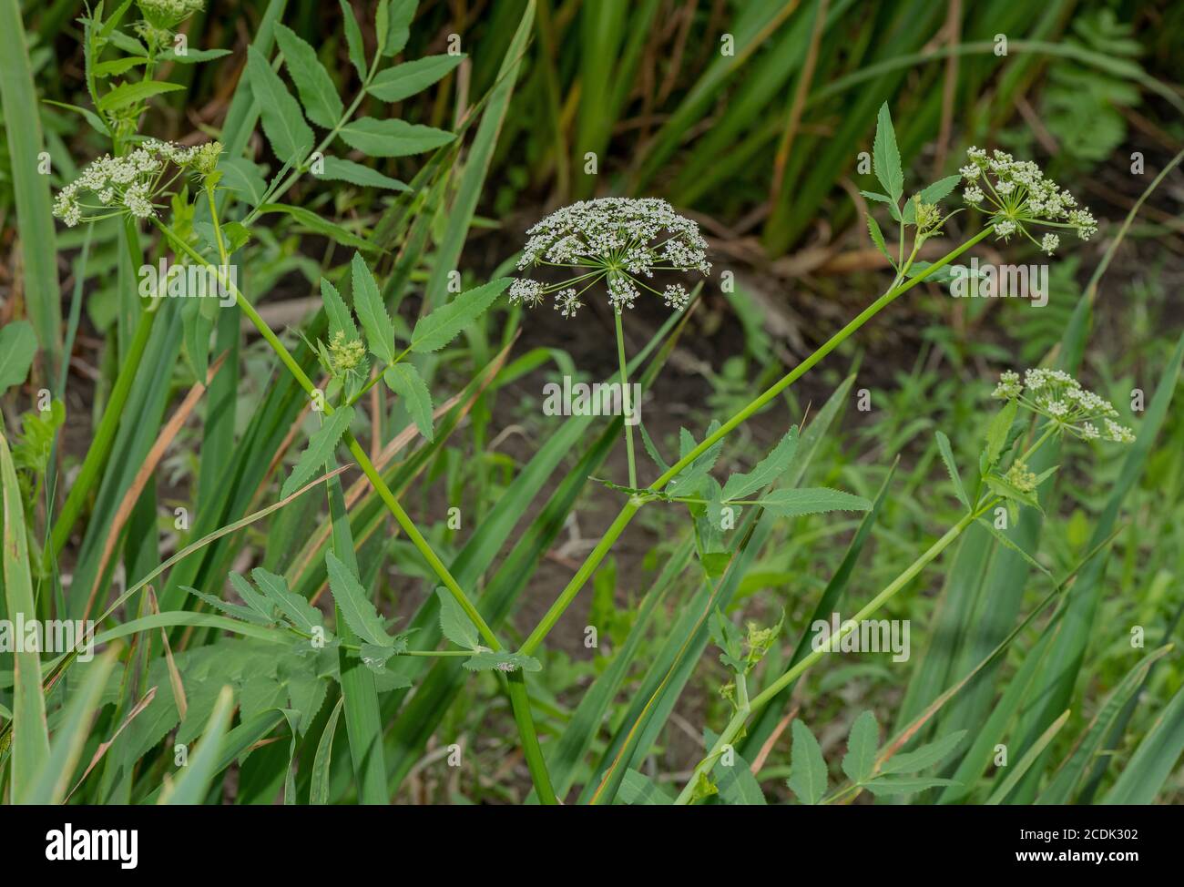 Greater water-parsnip, Sium latifolium, in flower in lakeside marshland. Stock Photo