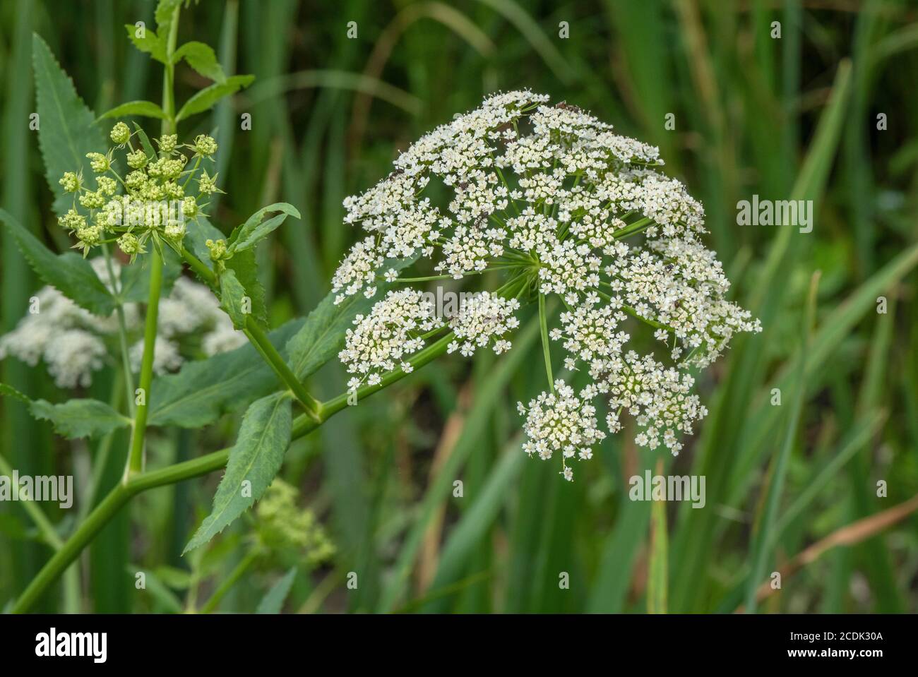 Umbel of Greater water-parsnip, Sium latifolium, in flower in lakeside marshland. Stock Photo