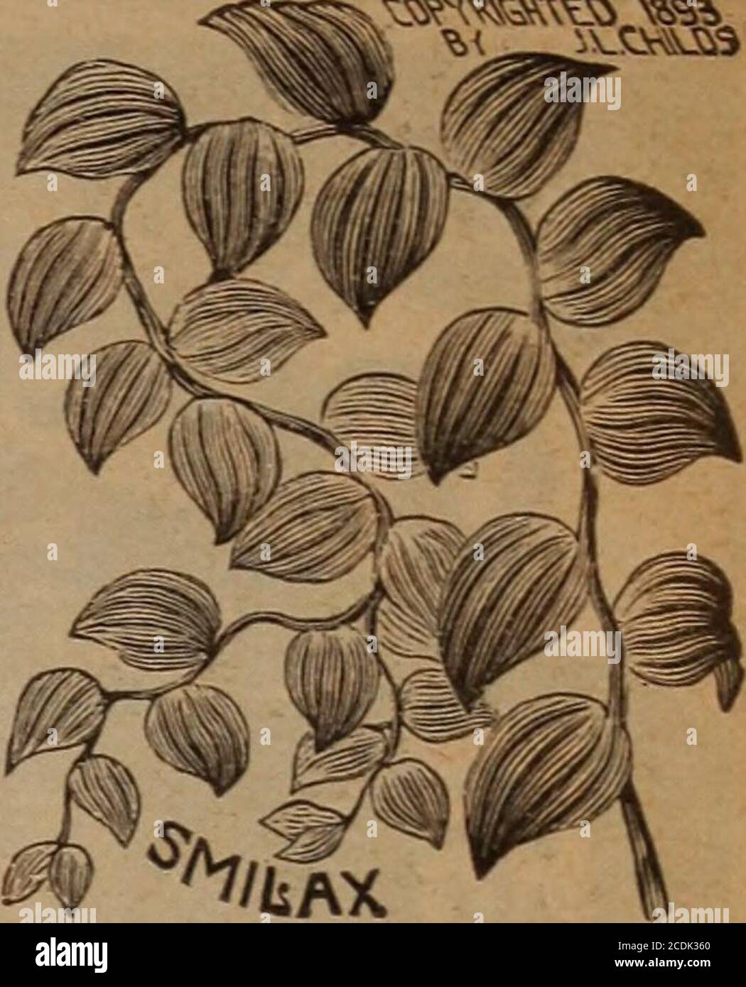 . Childs' spring 1922 : seeds that satisfy plants that please bulbs that bloom berries that bear . scented. 30c each; 4 for $1.00 Smilax — This well-known and popular slen-der twining vine scarce-ly needs description here.Its delicate sprays orglossy green are seen infloral decorations ofmany kinds. It growswell in the house andquickly covers any sup-port given it with daintytendrils of green. It hasvery small white flowersamong its leaves andalso bears small purplishberries. 30c each; 4 for $1.00 HERBA BUENA (Micromeria Chamissonis) A delightful trailing plant from Mexico. Grows rap-idly like Stock Photo