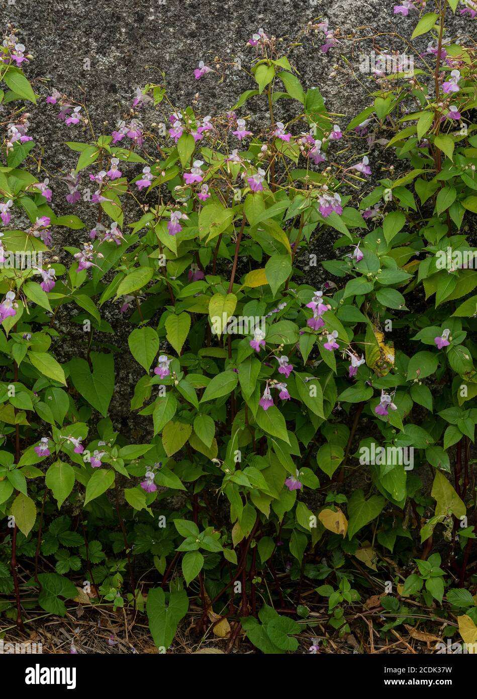 Balfour's touch-me-not, Impatiens balfourii, growing naturalised along french street. Stock Photo