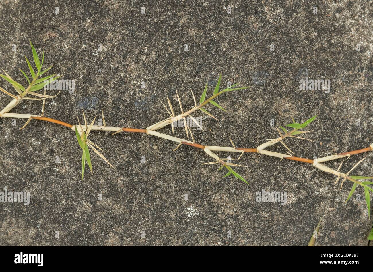 Bermuda grass, Cynodon dactylon, spreading across paving - widely naturalised. Stock Photo