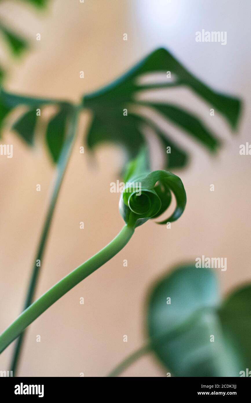 Monstera Deliciosa, otherwise known as the Swiss cheese plant, is a