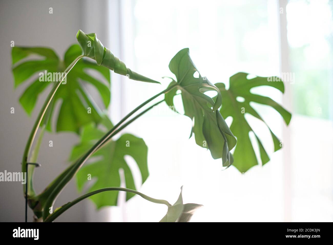 Monstera Deliciosa, otherwise known as the Swiss cheese plant, is a