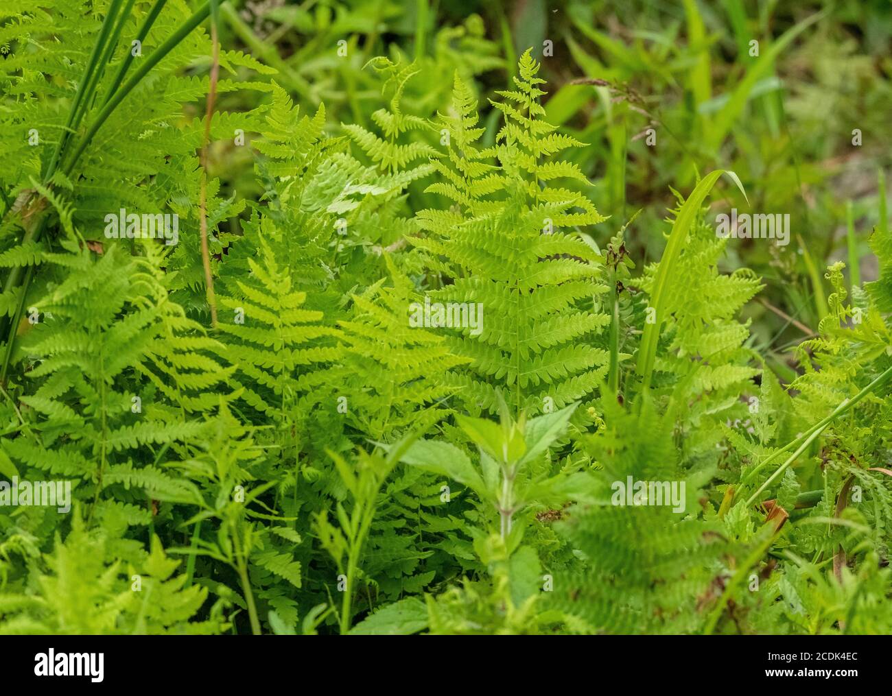 Marsh fern, Thelypteris palustris, fronds in marshy ground. Dorset. Stock Photo