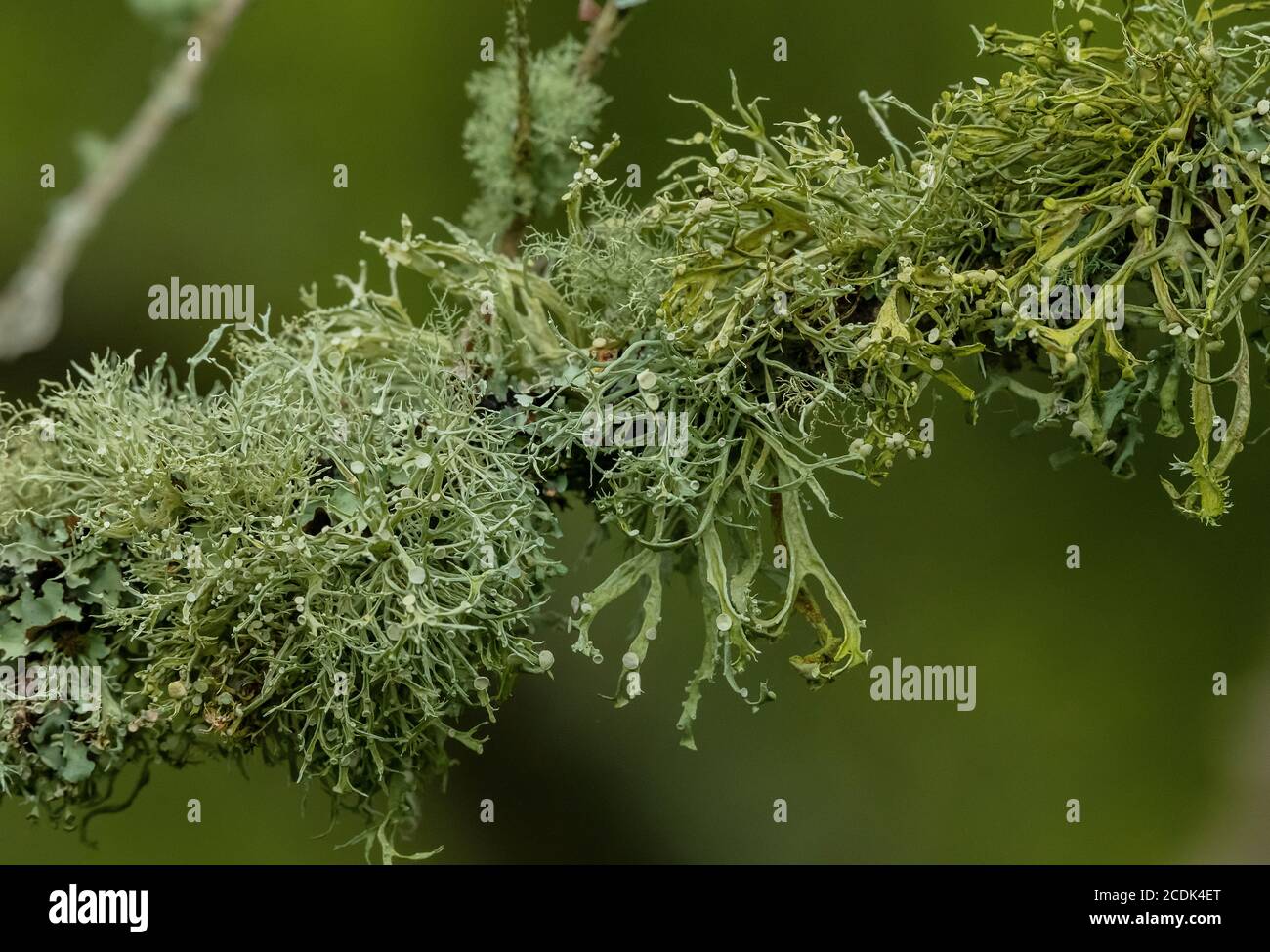 luxuriant lichen growth on branch, particularly Ramalina fastigiata, Usnea spp etc. Western coastal area, with clean air. Stock Photo
