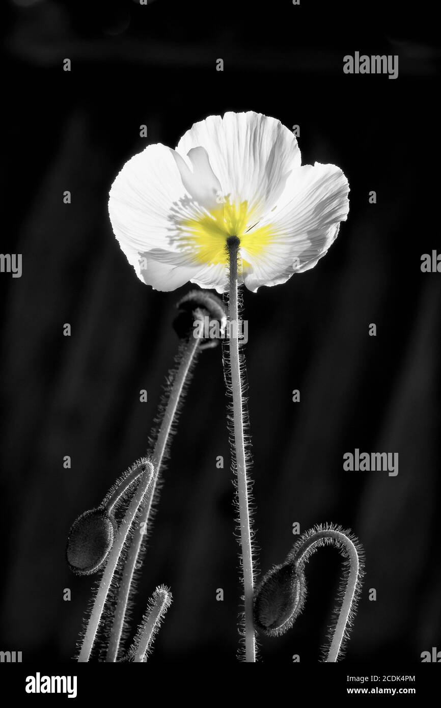 Black And White Poppy High Resolution Stock Photography and Images Alamy