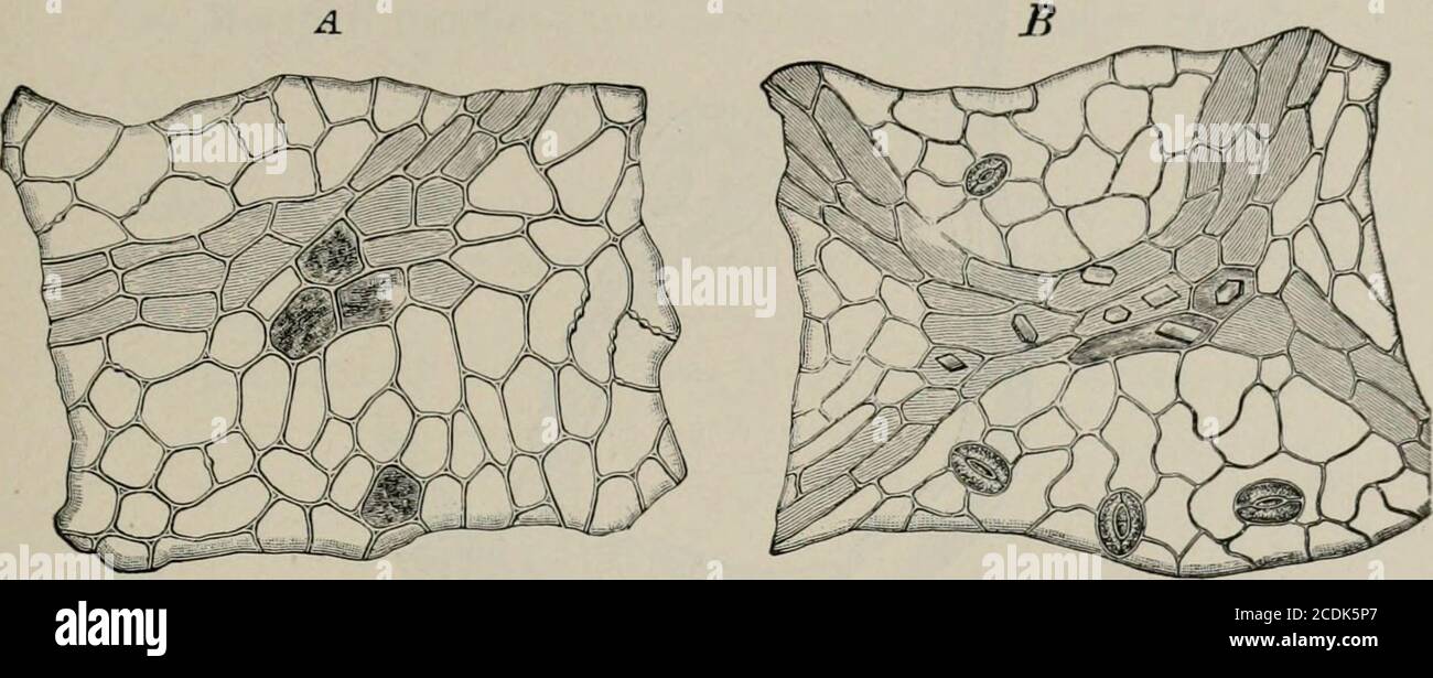. The microscopy of vegetable foods, with special reference to the detection of adulteration and the diagnosis of mixtures . STRAWBERRY LEAyES. 471 lower epidermis are rounded elliptical, of considerable size (35-40 /«)without accompanying cells. A. Fig. 389, Rose. A Upper epidermis of leaf. B lower epidermis seen from below; alsocrystals from mesophyl, X160, (Moeller.) STRAWBERRY LEAVES. The wood strawberry (Fragaria vesca L., order Rosacea:), has long-petioled, trifoliate leaves with coarsely serrate leaflets irregular at the Stock Photo