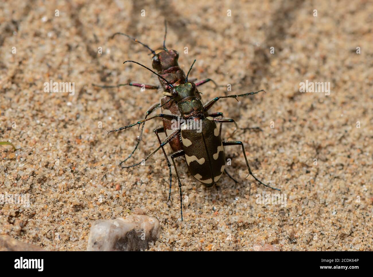 Mating pair of Northern Dune Tiger Beetle, Cicindela hybrida, on
