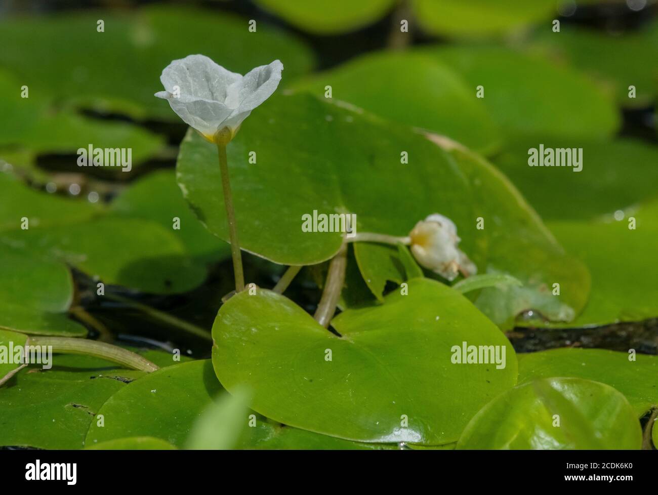 Mass of floating Frog-bit, Hydrocharis morsus-ranae, in pond. Stock Photo