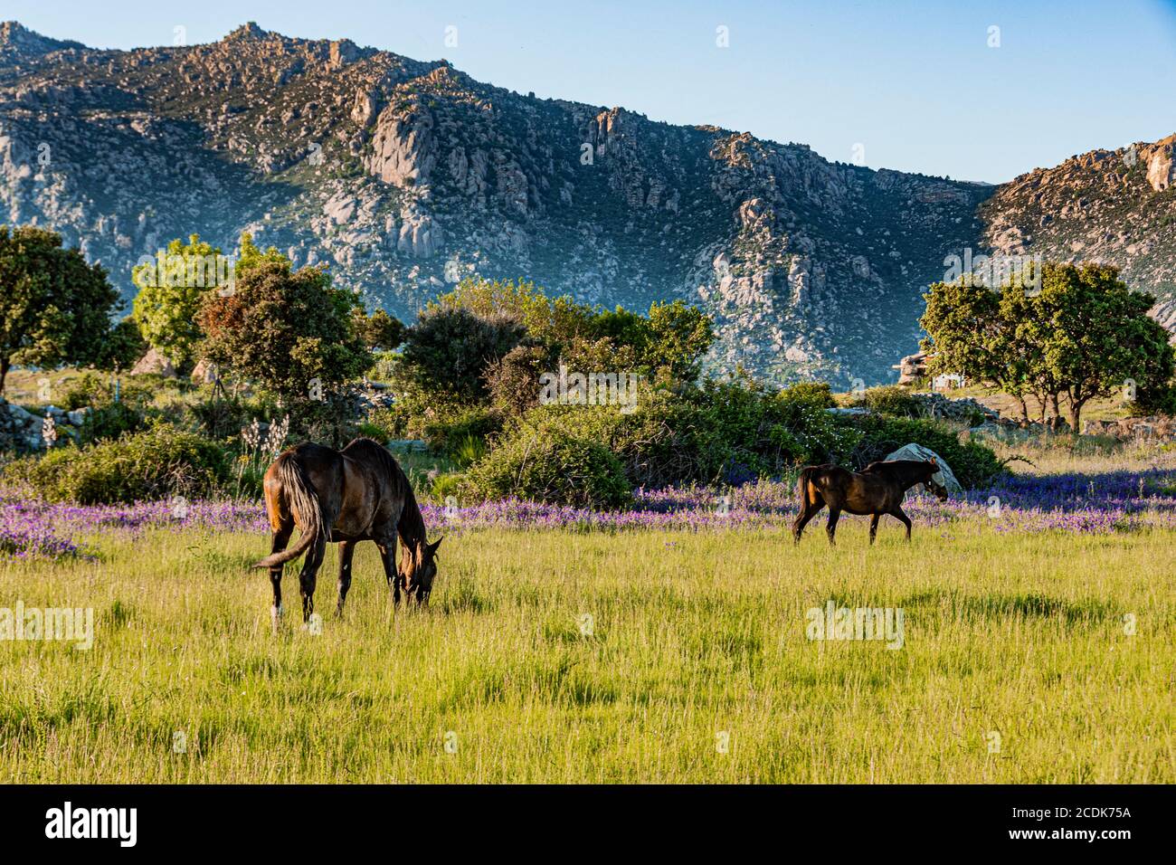 two horses grazing at the foot of the Sierra de Guadarrama. madrid Spain Stock Photo