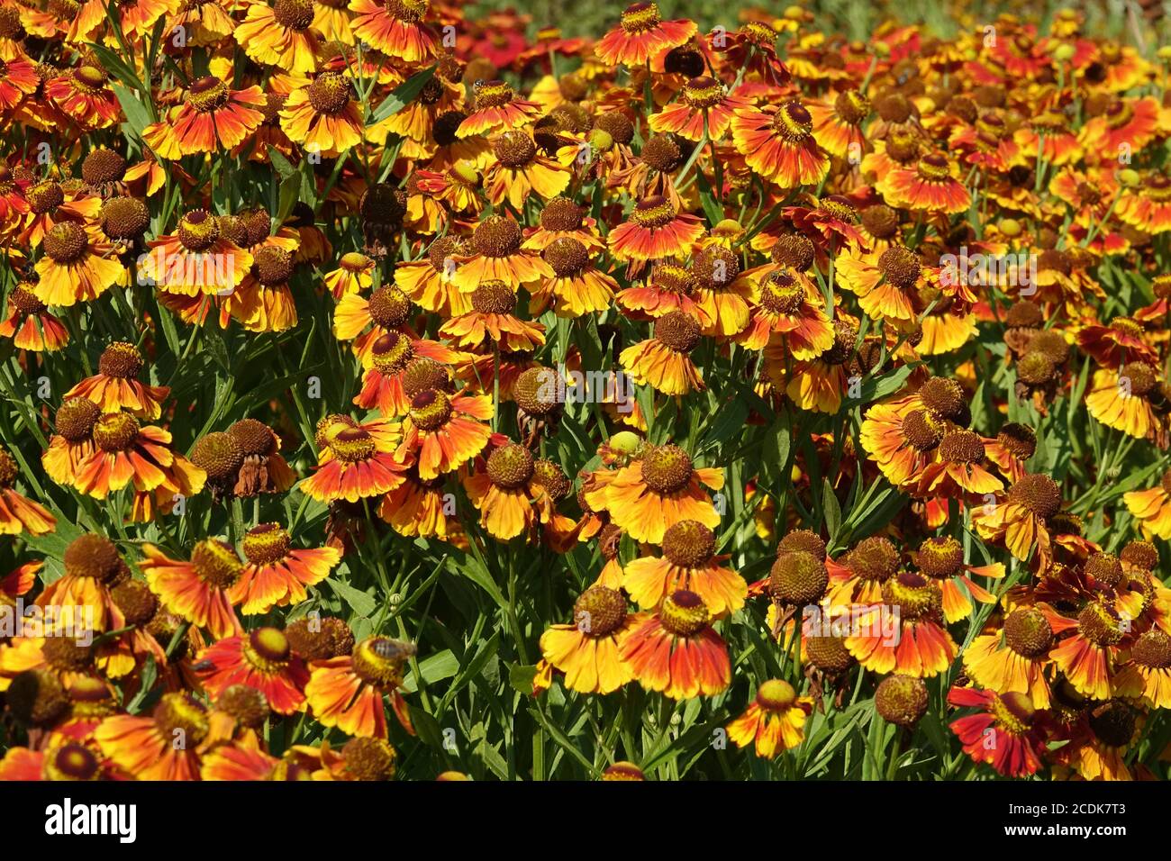Herbaceous hardy hi-res stock photography and images - Alamy
