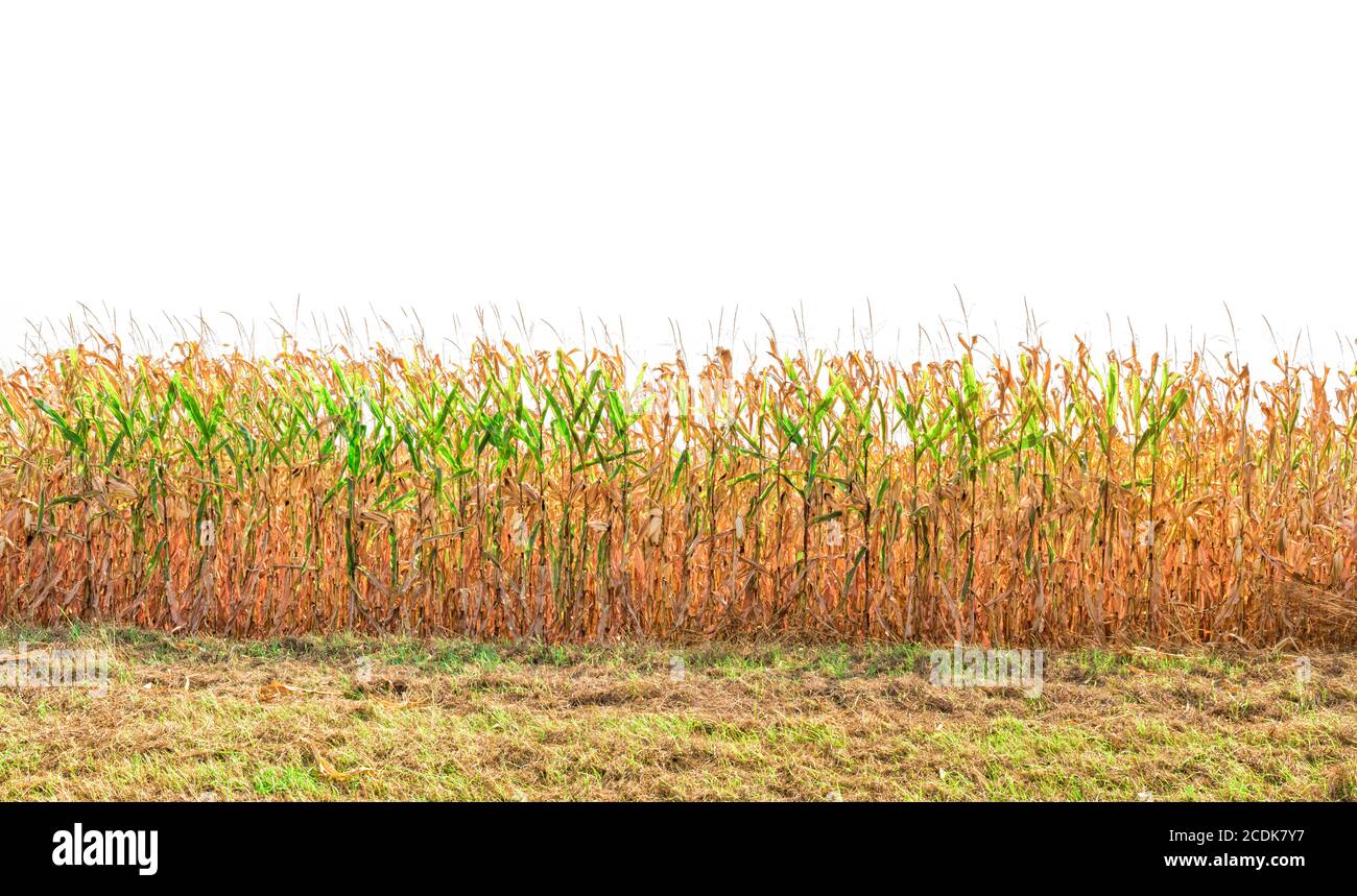 Corn Ready to Harvest Stock Photo Alamy
