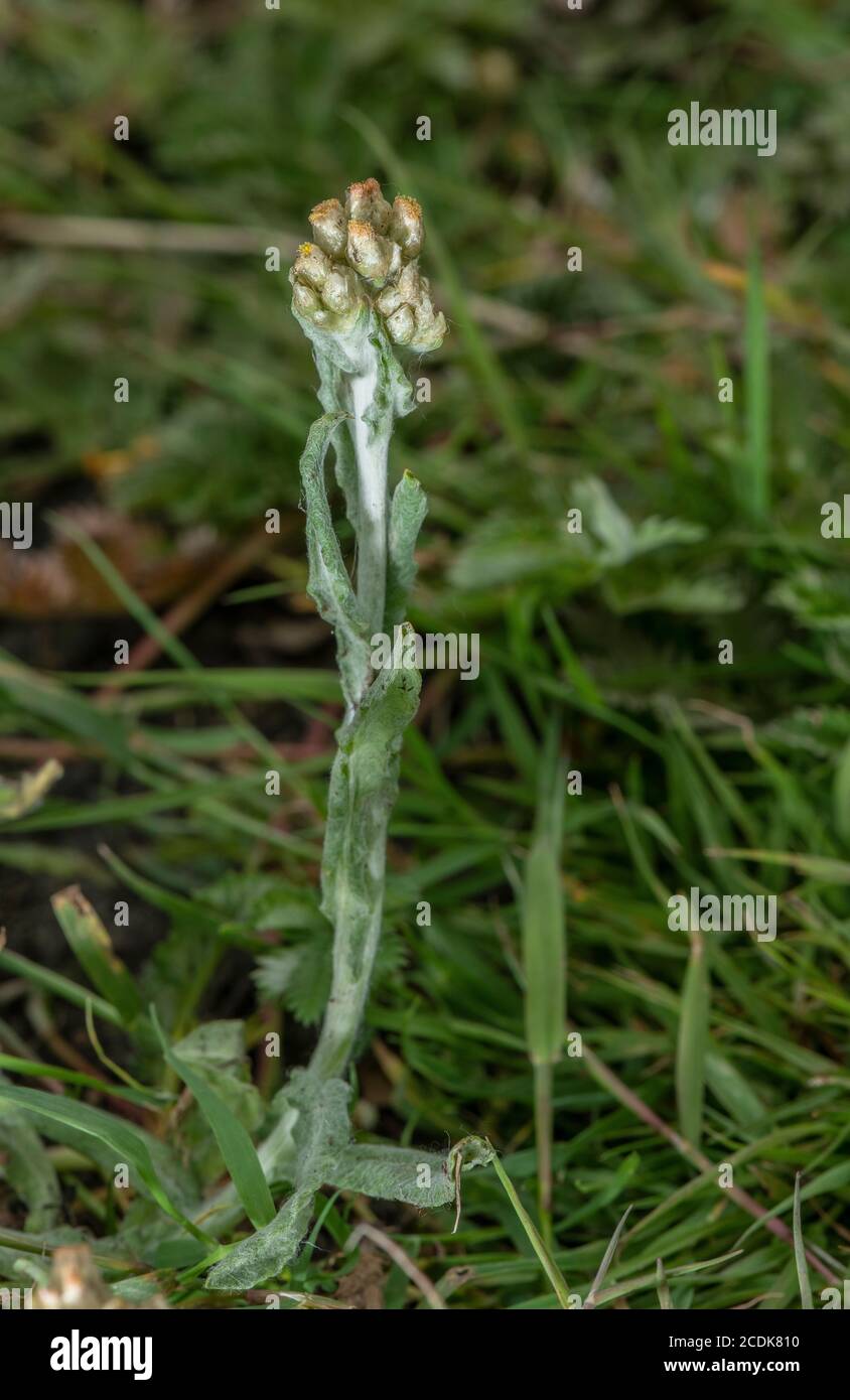 Jersey cudweed, Gnaphalium luteoalbum, in flower in acid grassland. Rare in uk Stock Photo
