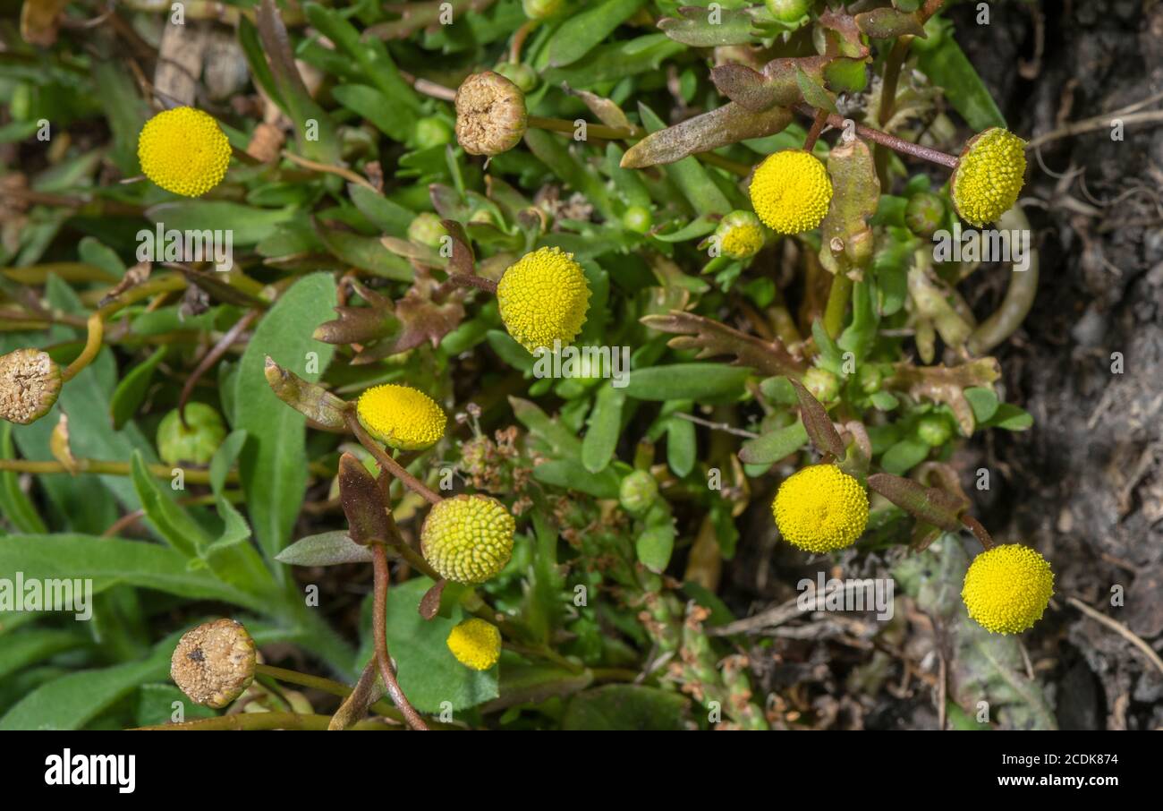Buttonweed, Cotula coronopifolia, naturalised in damp grassland. From South Africa. Stock Photo