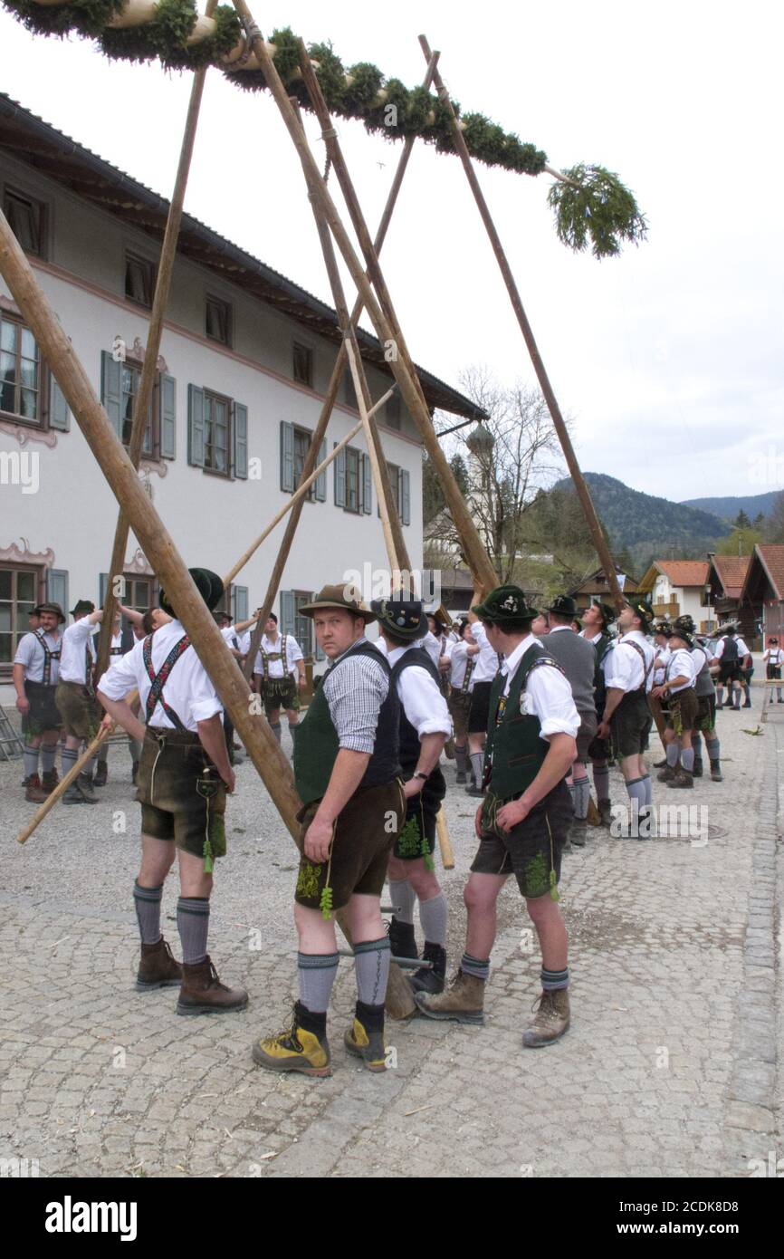 putting up the maypole in bavaria Stock Photo