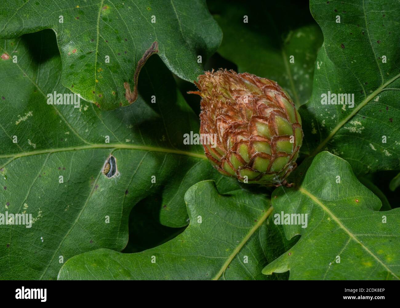 Artichoke Gall , Andricus foecundatrix, on the bud of Common Oak, Quercus robur. Caused by a gall-wasp. Stock Photo