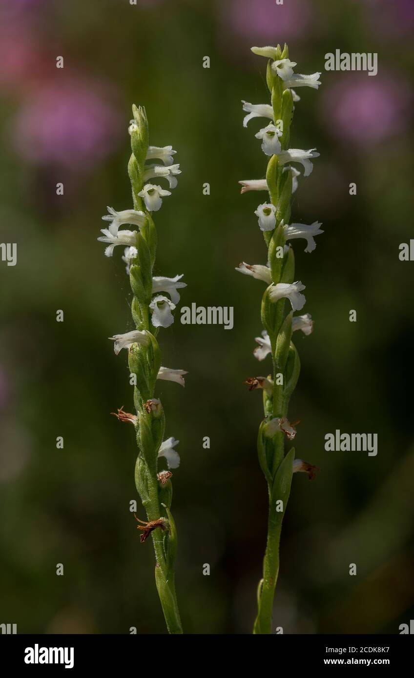 Summer lady's-tresses, Spiranthes aestivalis, in flower on wet heatland, north-west France. Extinct in UK since 1959. Stock Photo